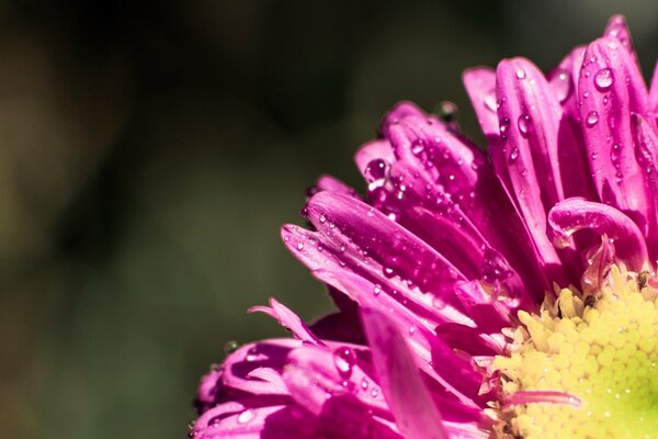 Pétales de fleurs dans des gouttes de rosée. Été et fleurs