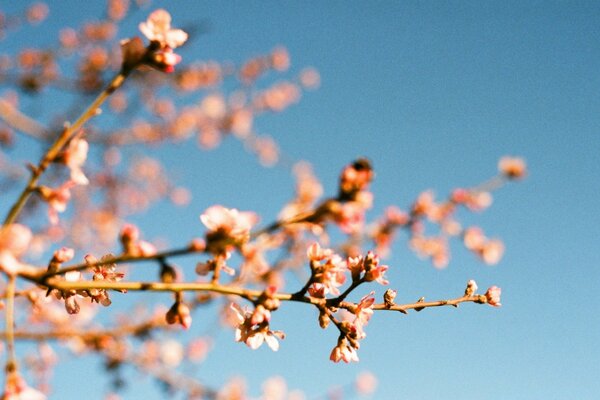 Blumen auf einem Baum auf Himmelshintergrund