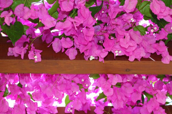 Ein Garten, der mit blühenden Blumen bepflanzt ist