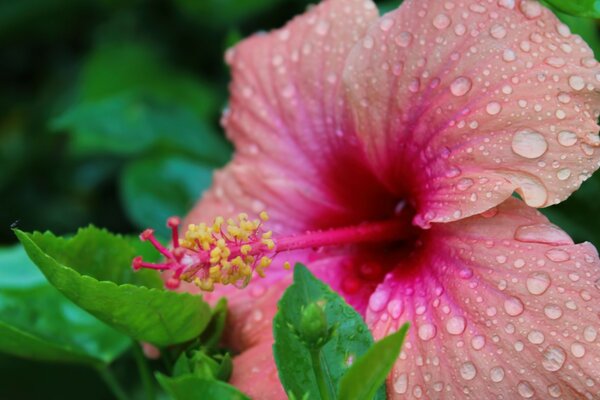 Grande flor em tela cheia