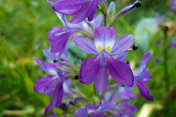 Violets in macro on a green background