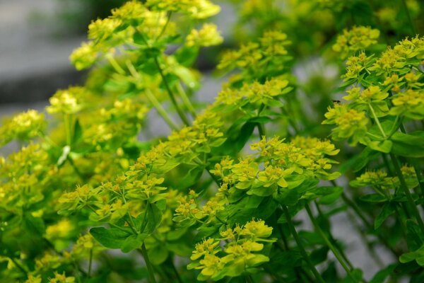 Jardim gracioso plantado com flores