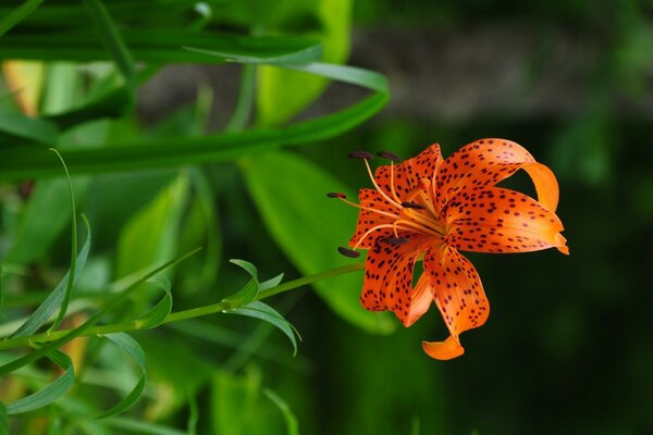 Imagem invertida da flor do lírio