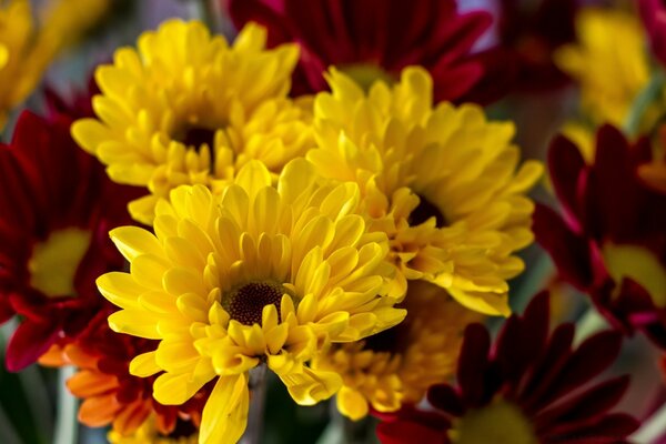 Bouquet de fleurs closeup