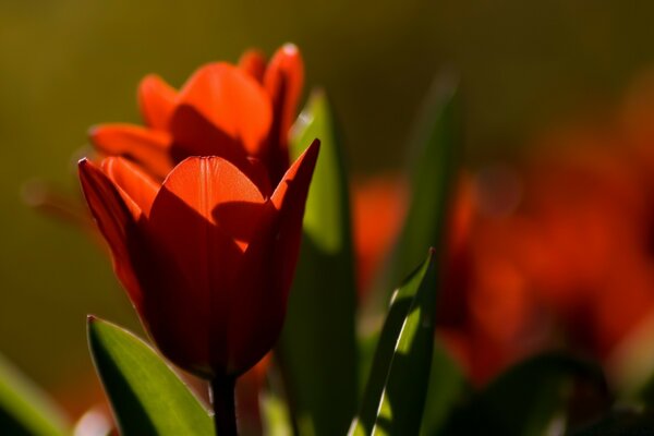 Entzückende Tulpe in der Natur Kunst