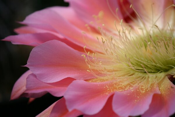 Blumen sind die Seele des Gartens und Gemüsegartens