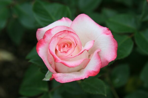 Rosa blanca con bordes rojos