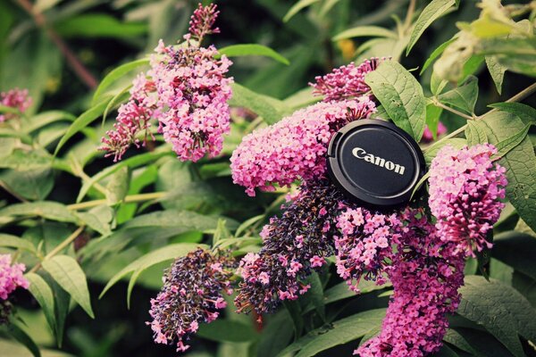 Fleurs de lilas avec des feuilles dans la flore