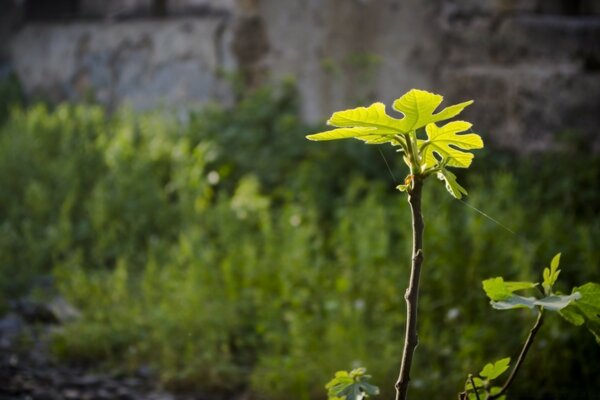 Young tree shoot in the mountains