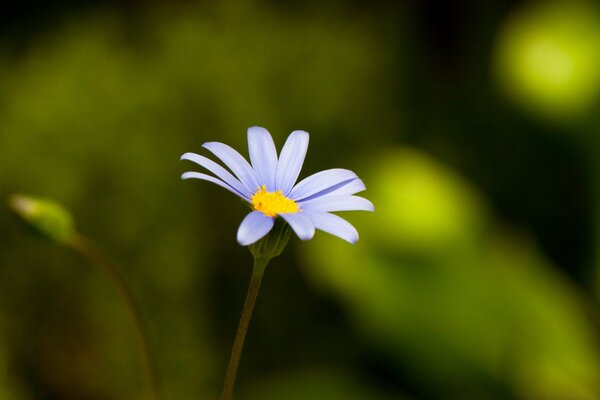 One flower on a blurry background