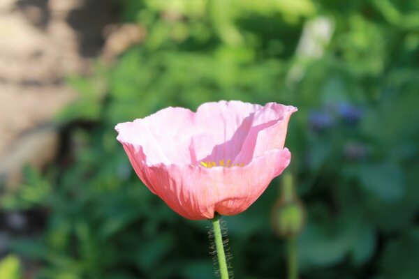 Fleur d été dans la nature dans la flore