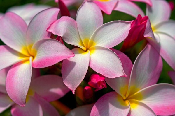 Primi piani di fiori di plumeria