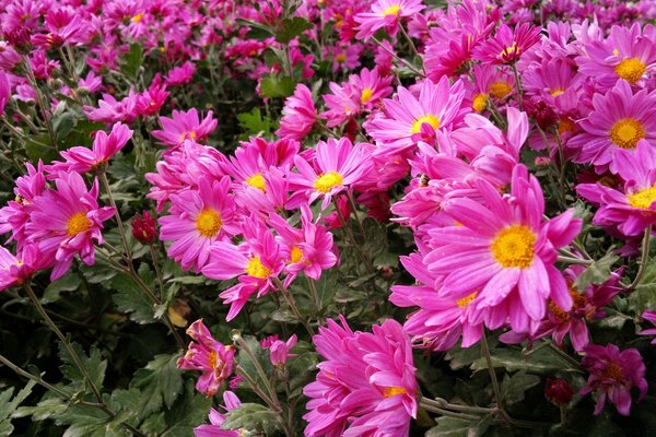 Lush pink chrysanthemums in the garden