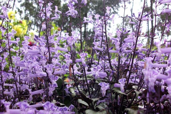 Muitas flores lilás no jardim