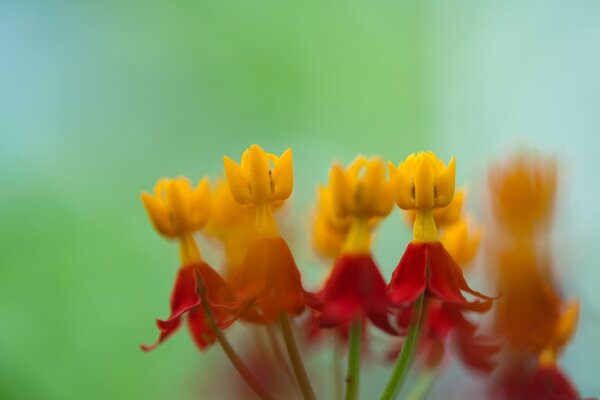 Flores de color amarillo-rojo de cerca