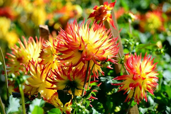 Chrysanthèmes jaune-rouge bicolores dans un jardin polychrome