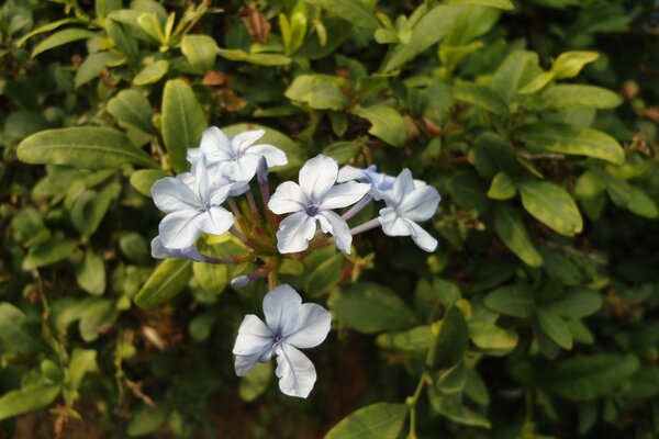 Pequeños brotes blancos de flores. Flora y naturaleza