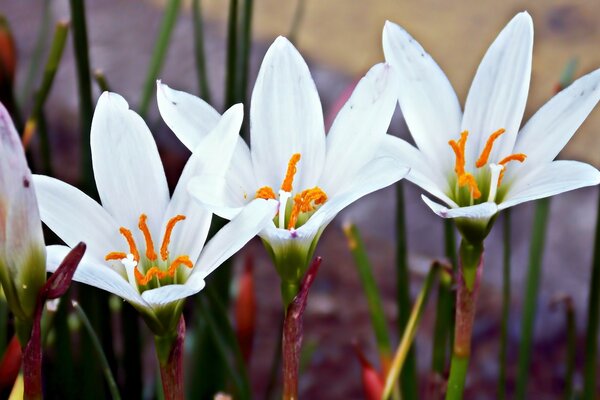 Blooming flowers in natural wealth