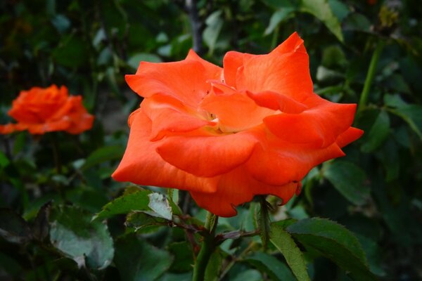 Coral flowers grow in the garden