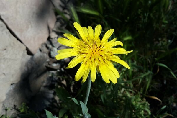 Yellow flower and green grass in summer