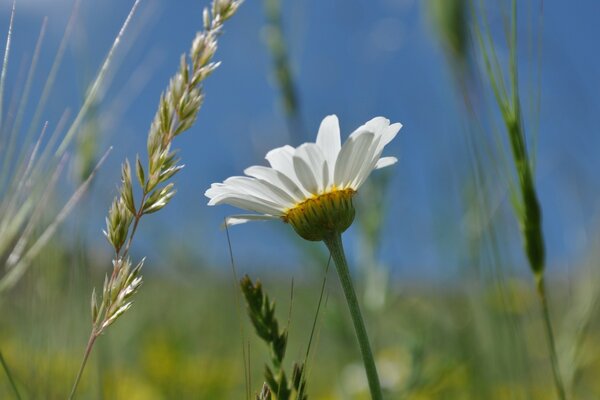 Flor na clareira close-up