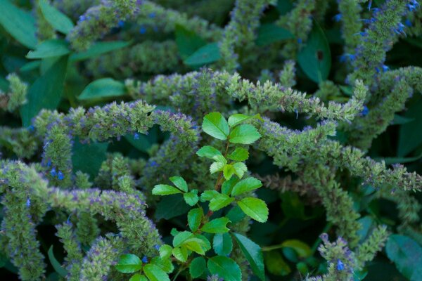 Brooklyn Botanical Garden plantes