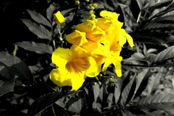 Flores amarillas brillantes sobre un fondo monocromático