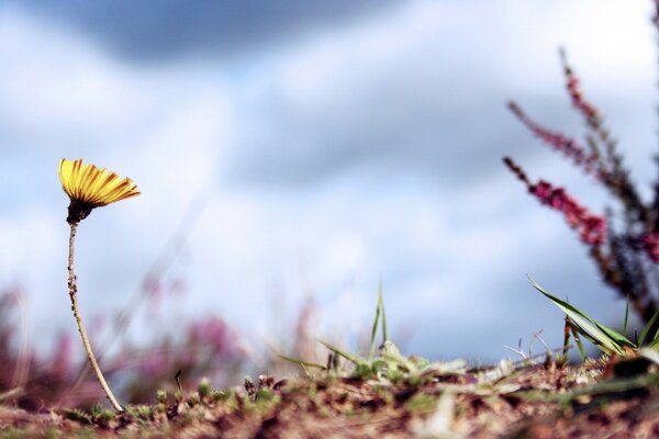 La solitaria flor del sol se encuentra