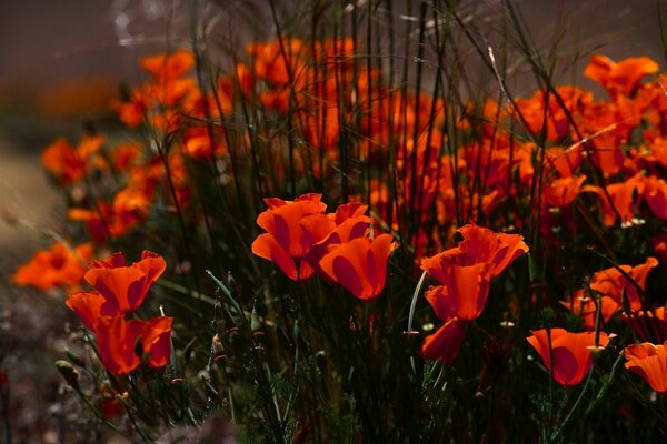 Colonnes strictes de fleurs en croissance