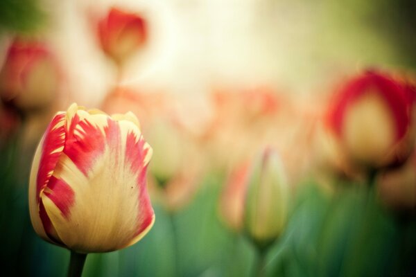 Primeros planos de tulipanes rojos y amarillos