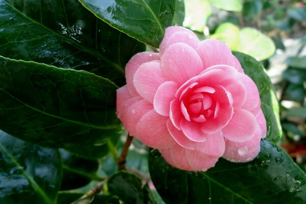 Fiore rosa con grandi foglie