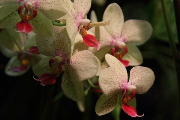 Blooming orchids close-up