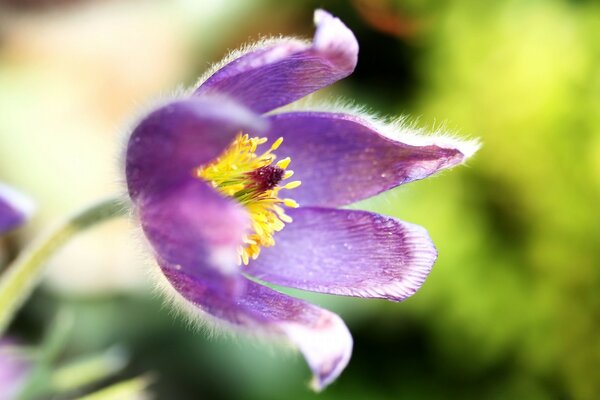 Flor roxa na natureza