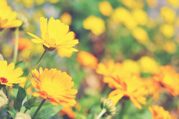 Fleurs sauvages jaunes vives