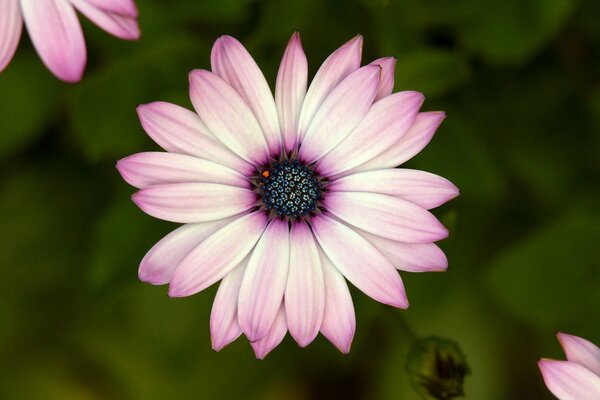 Pale pink flower close-up