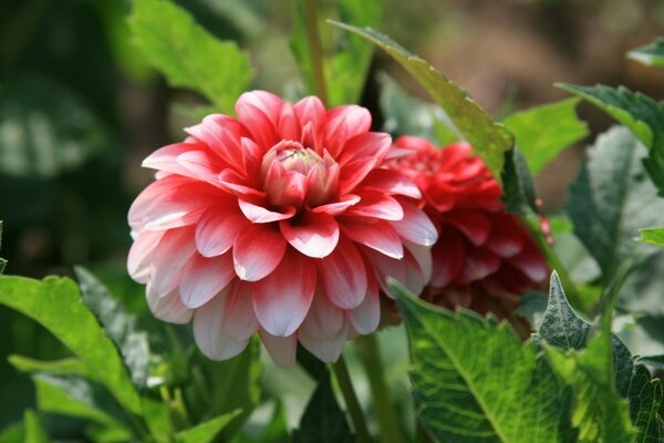 Natur in rosa Blumen und Gärten