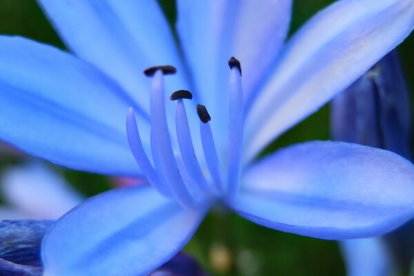 Eine himmelblaue Blume blüht unter dem Kameraobjektiv