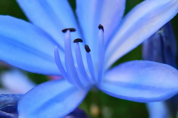 一朵天蓝色的花在相机镜头下绽放