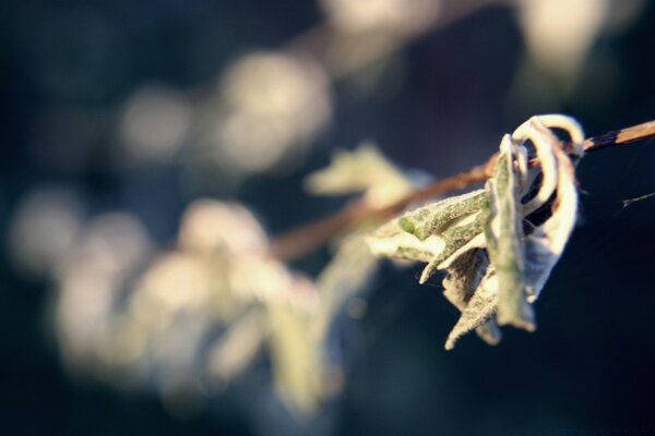 Naturaleza. Fotos al aire libre