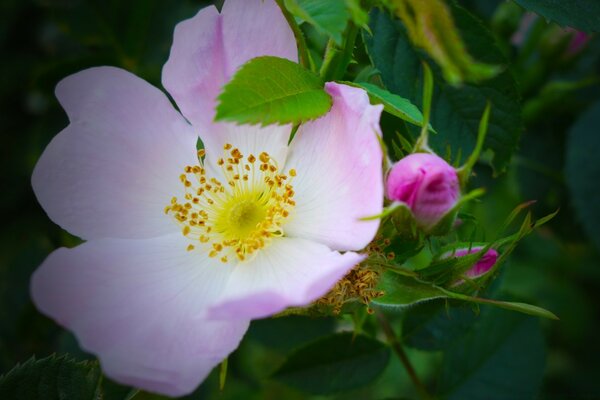 Bellissimo fiore rosa primo piano