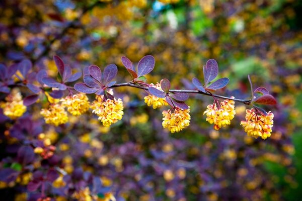 Ramo con fiori gialli e foglie viola