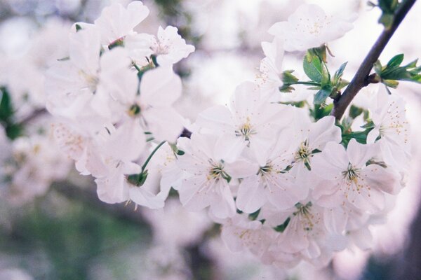 Beautiful flower in nature in the garden