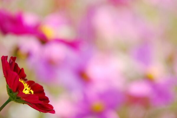 The scarlet flower is a unique flora