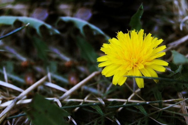 Flor de diente de León con hojas en la naturaleza