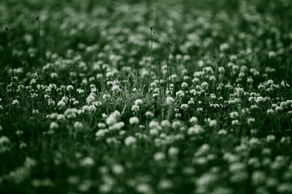 A field with blooming white clover