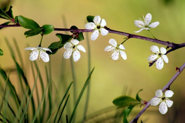 Ein Zweig mit weißen Blüten auf der linken Seite