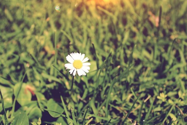 A lonely white daisy in the middle of green grass