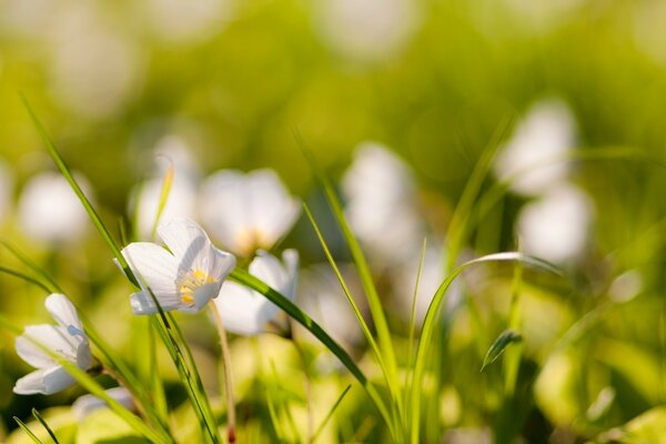 Summer grass covered with flowers