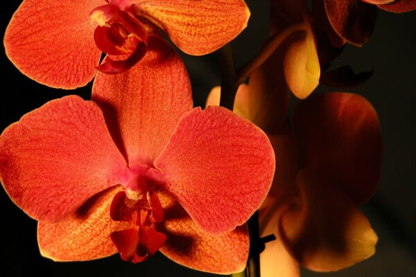 Bright red flowers on black