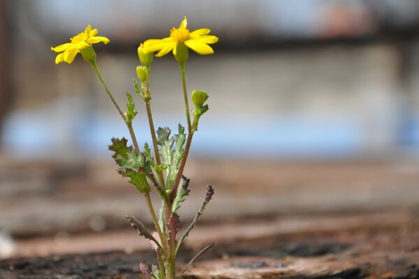 Flor al aire libre primer plano